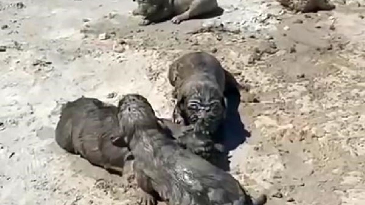Katliam gibi olay! Yavru köpekler beton atık suyu ile öldürüldü