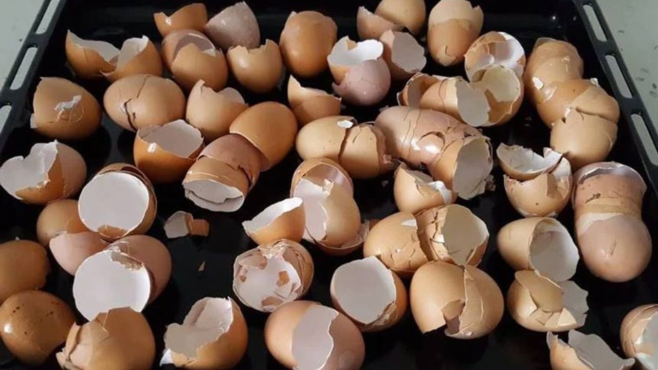 Yumurta kabuklarının çok şaşırtan faydası!