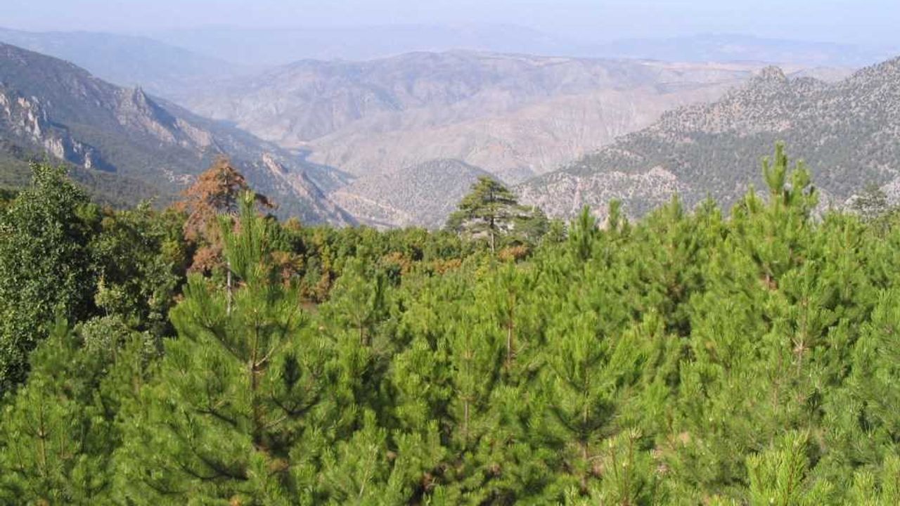 Eskişehir'de ormanlık alanlara girişler yasaklandı
