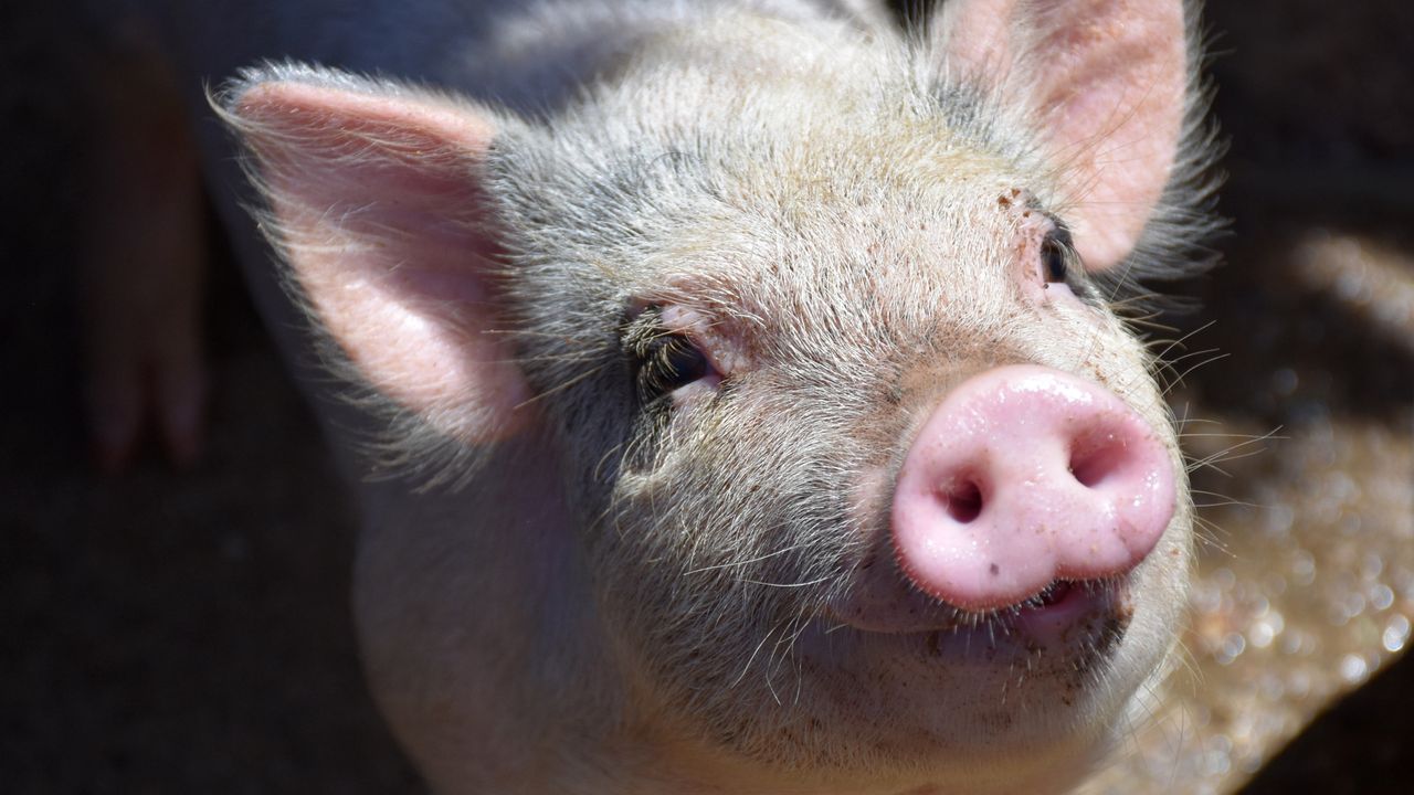 Bilim tarihinde bir ilk! Hastaya nakledilen domuz böbreği yaşadı