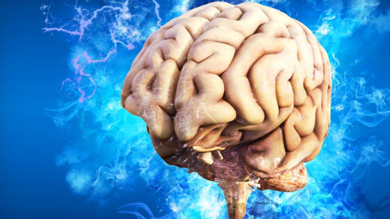 Bilim insanları beyin büyüklüğünün nedenini keşfetti! 'Cinsellik'