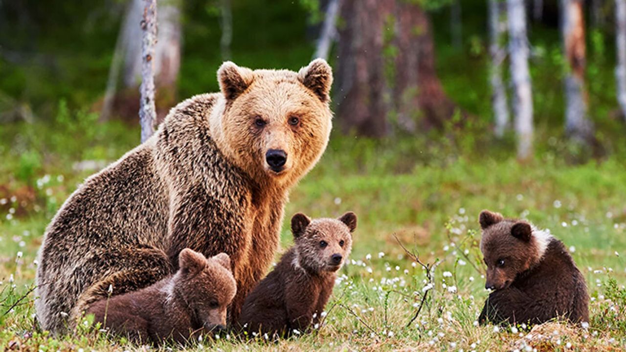 Bir boz ayı vuruldu 2 yavru annesiz kaldı! İtalya'da tepki büyüyor