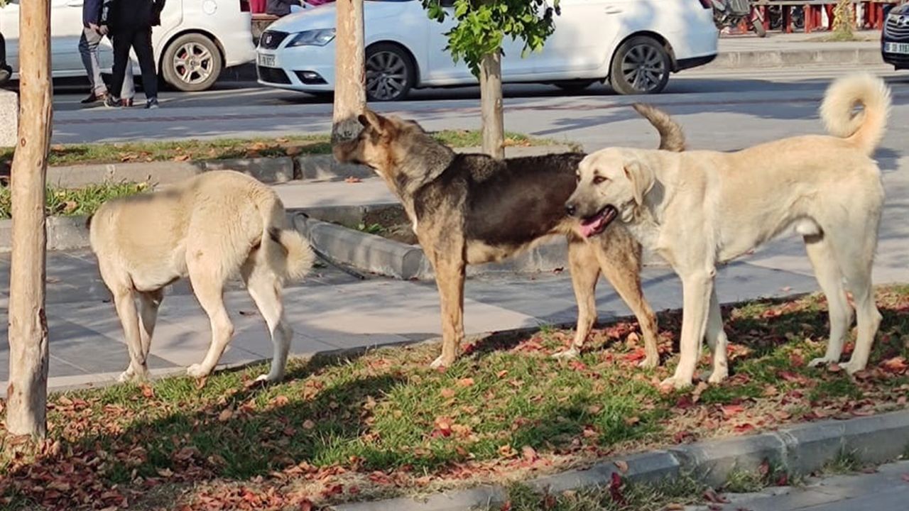 Vali Yunus Sezer, sokak köpeklerine ilişkin açıklama yaptı