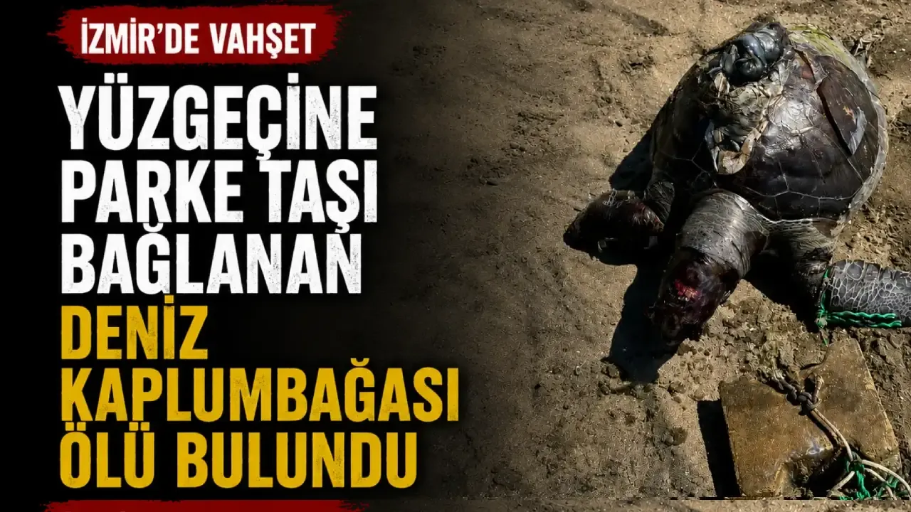 İzmir’de vahşet: Yüzgecine parke taşı bağlanan caretta caretta ölü bulundu
