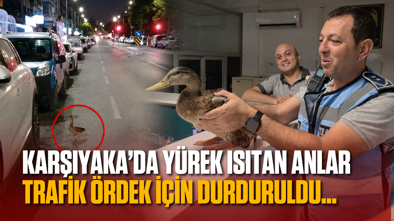 Zabıta ekiplerinden örnek hareket: Karşıyaka’da trafiği durdurup ördeği kurtardılar