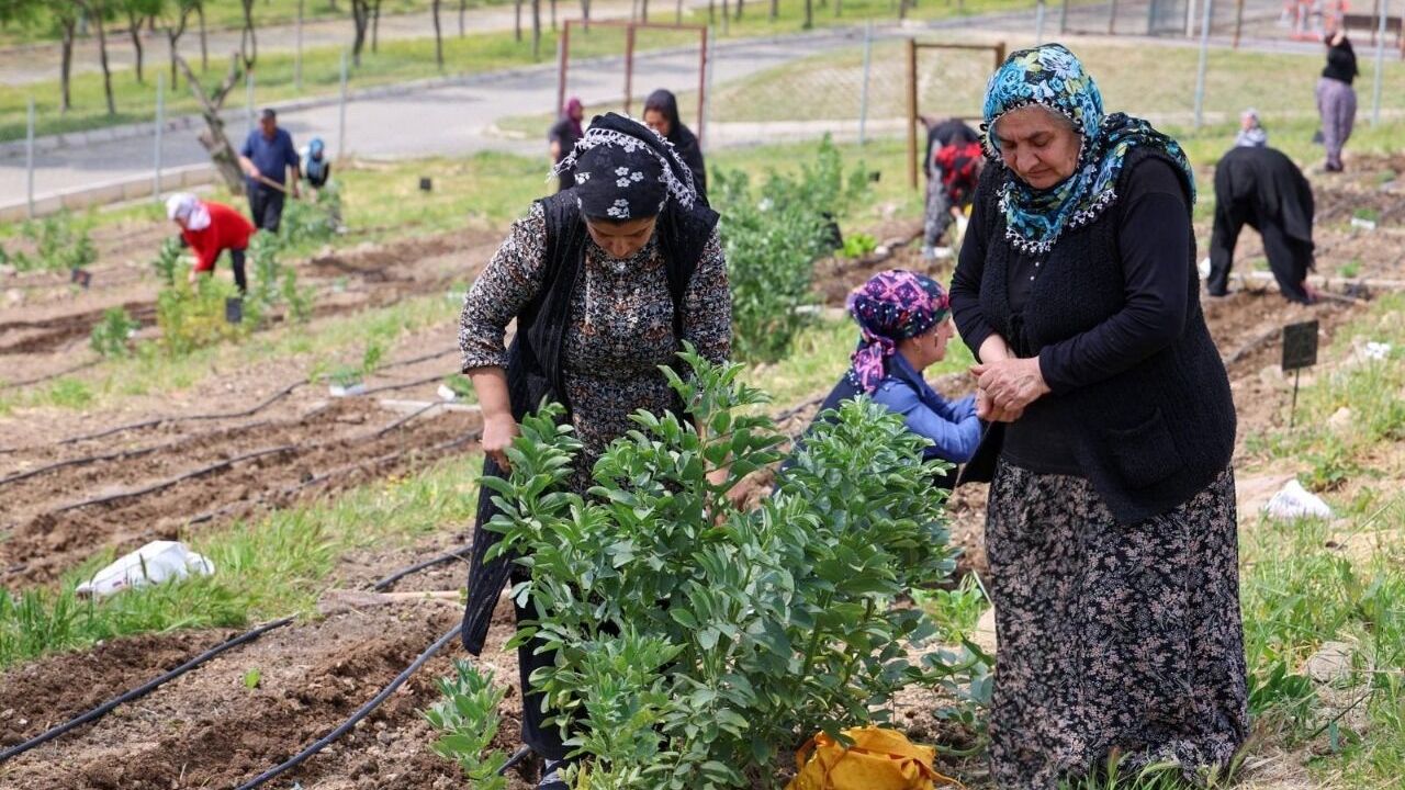 İzmir Mahalle Bostanları projesinde yaz hasadı başladı, kadın üreticiler destekleniyor
