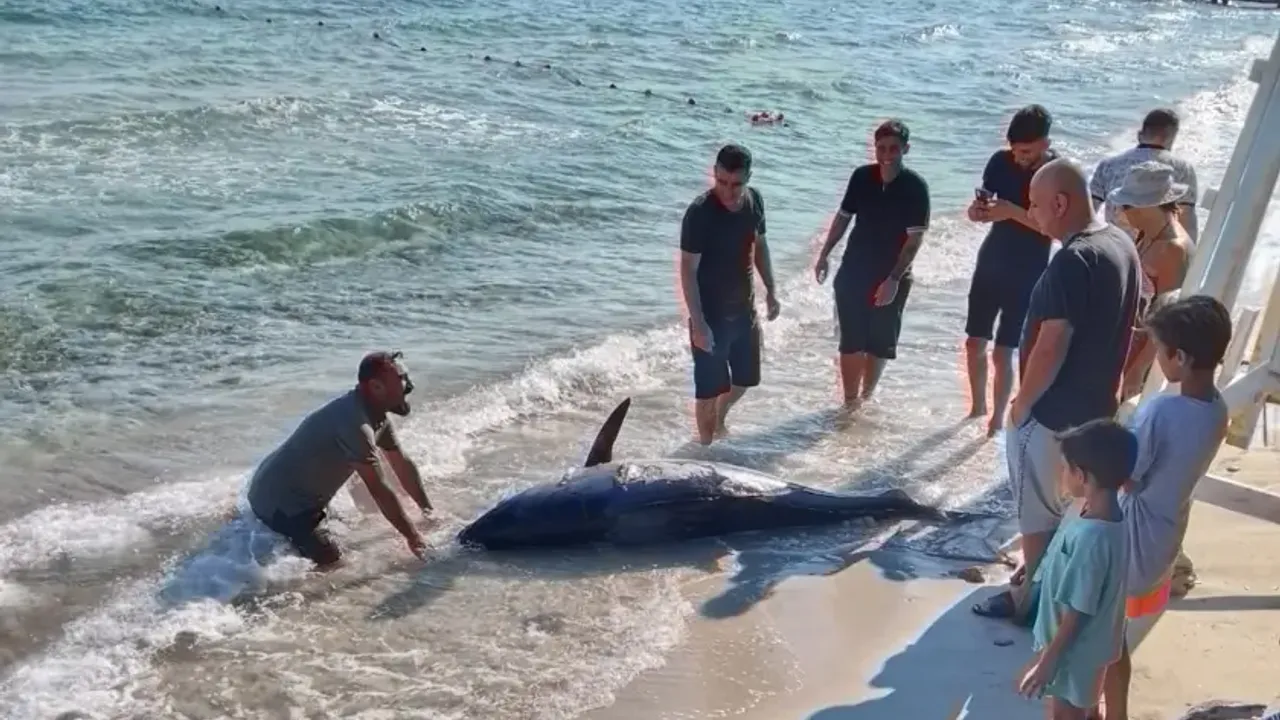 Çeşme ve Karaburun'da orkinos ölümleri nedeniyle vatandaşlar uyarıldı