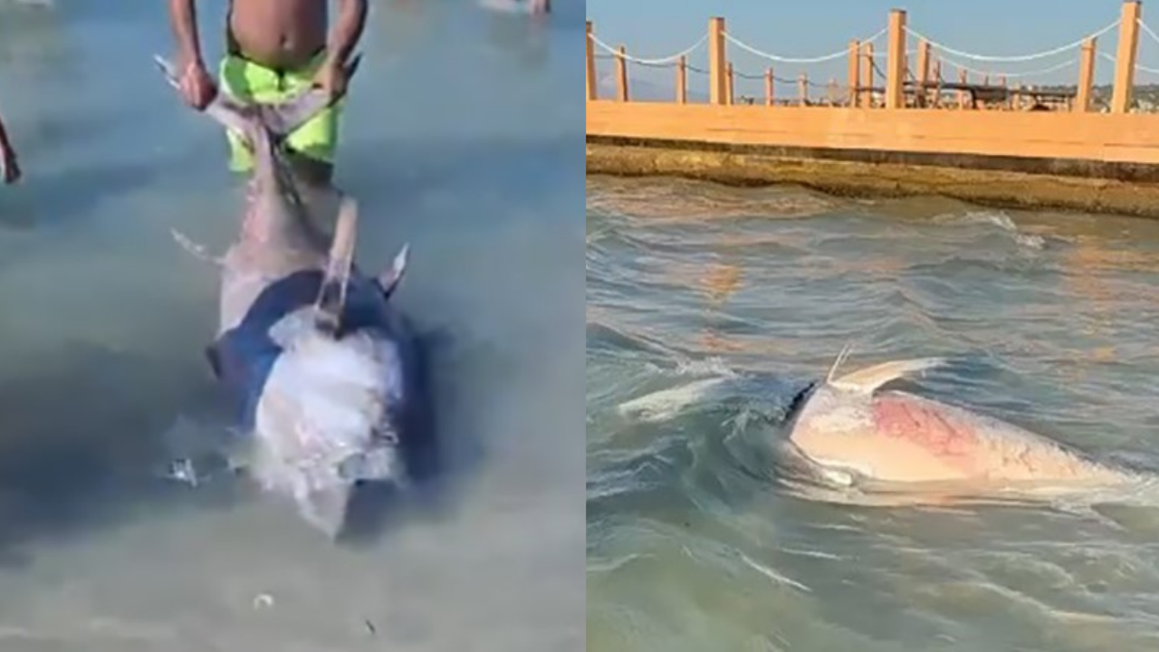İzmir'de orkinos yeniden görüldü: Leş balıkları tüketilmesin!