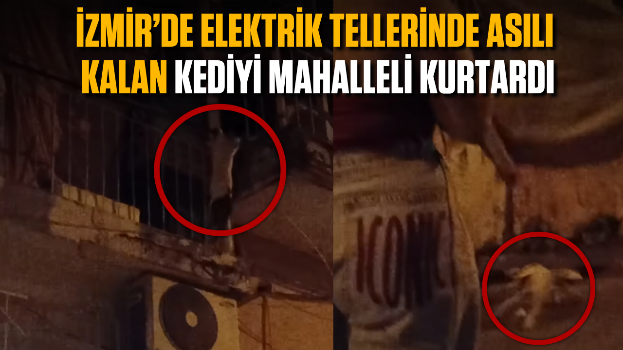 İzmir'de elektrik tellerinde asılı kedi mahalleler tarafından kurtarıldı