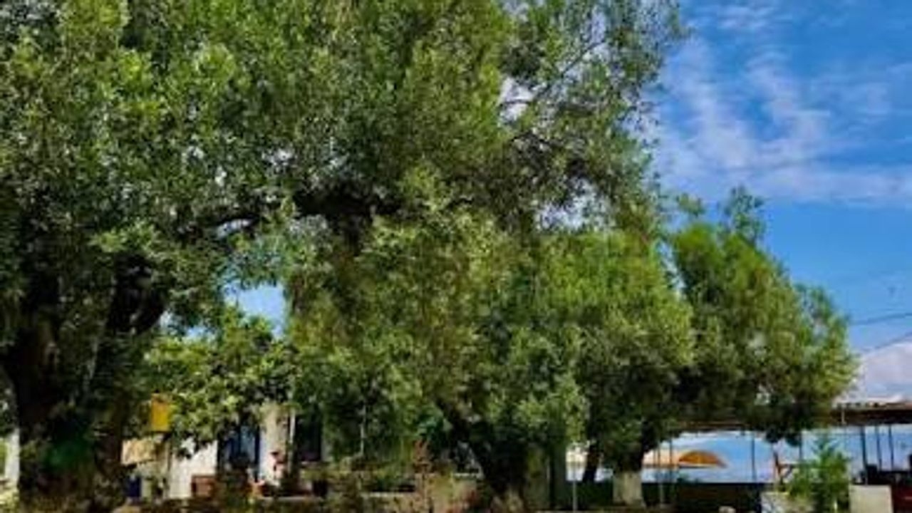 Huzur Camping İzmir'de; Kamp Alanı Özellikleri ve Ulaşım Bilgileri