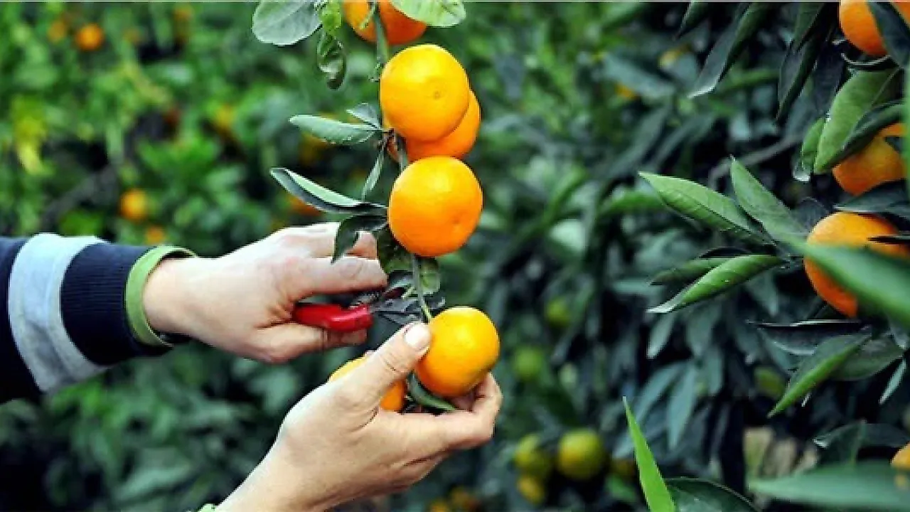 Narenciye sektöründe maliyet artışı ve fiyat endi: Üretici-tüketici gerilimi