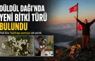 Ege Üniversitesi akademisyeni Düldül Dağı’nda keşfettiği yeni türe eşinin adını verdi: Sumru