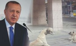 Erdoğan duyurdu! Başıboş hayvanlarla ilgili yeni uygulama