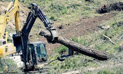 Son dakika! Dilekçe sunuldu: TBMM Akbelen için olağanüstü toplanıyor