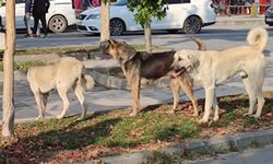 Vali Yunus Sezer, sokak köpeklerine ilişkin açıklama yaptı