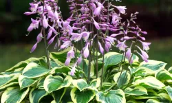 Hosta Çiçeği Bakımı | Hosta Çiçeği Özellikleri