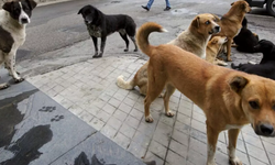 Son Yıllarda başıboş sokak köpeklerinin saldırısına uğrayarak yaralanan ve hayatlarını kaybeden çocuklar..
