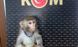 İstanbul'da hayvan kaçakçılığına yönelik operasyon