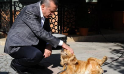 AK Parti'nin sokak hayvanlarının uyutulmasını da öngören yasa teklifi Meclis'e geliyor