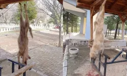 Afyon Bolvadin'de köpek, işkence yapılarak öldürüldü