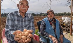 Kemalpaşa’da kesilen 30 ceviz ağacının yerine umut filizlendi