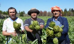 İzmir Urla'da sakız enginarında hasat hızlandı: Tarlada 30, pazarda 50 TL