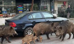 İzmir’in en pahalı semtleri domuzların da tercihi…  Yaban domuzu sürüleri kent merkezinde!