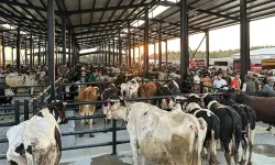 Tire’de üreticiyi sevindiren karar: Hayvan pazarı açılıyor