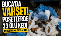 Buca’da hayvan katliamı şüphesi... 33 kedi ölü bulundu
