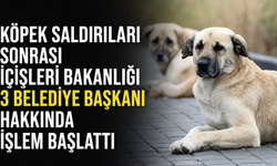 Köpek saldırıları sonrası üç belediye başkanı için işlem başlatıldı