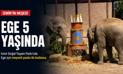 İzmir’in neşesi Ege 5 yaşında: Meyveli pasta ile kutlama