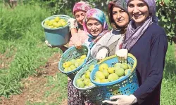 Aydın’da kuru incir için güç birliği: Beş maddelik plan açıklandı