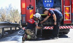 İzmir İtfaiyesi'nden yürek ısıtan müdahale: Yangından etkilenen bukalemun kurtarıldı