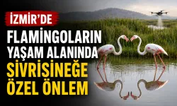 İzmir'de flamingoların yaşam alanında sivrisineğe özel önlem