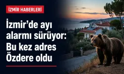 İzmir’de ayı alarmı sürüyor: Bu kez adres Özdere oldu