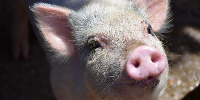 Bilim tarihinde bir ilk! Hastaya nakledilen domuz böbreği yaşadı