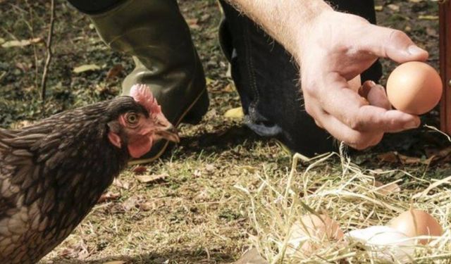 Afyonkarahisar ve Denizli'de kuş gribi alarmı! Karantinaya alındı