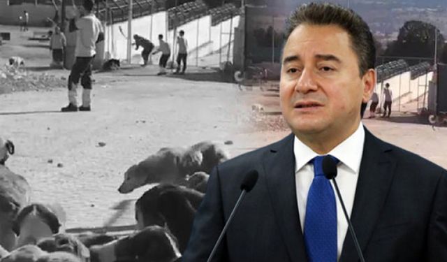 Ali Babacan'dan barınaktaki görüntülere tepki! Dehşete kapıldım