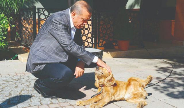 Erdoğan'dan sokak köpekleri için talimat! 81 ilde uygulanacak