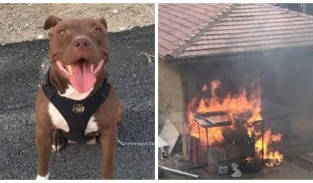 İzmir'de, kulübedeki köpeği yakarak öldüren sanık tahliye edildi!