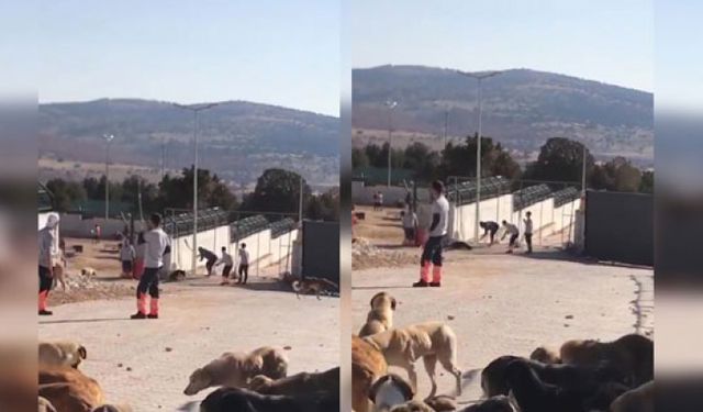 Konya'daki barınak vahşetinde flaş gelişme! Sanıklar tahliye oldu