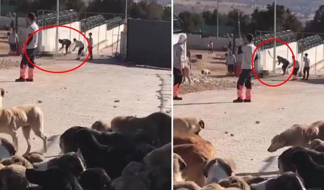 Konya ve Mamak’ta köpek katliamı görüntüleri infial yarattı