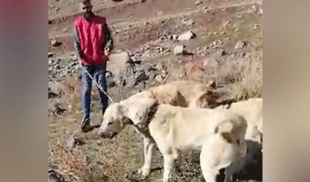 Köpek dövüştürüp kayda alan 3 şüpheliden biri tutuklandı