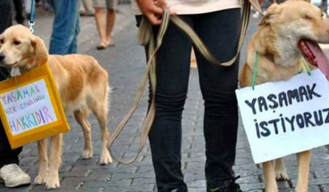 Malatya'da kediyi fırında yakarak öldüren sanık tahliye edildi