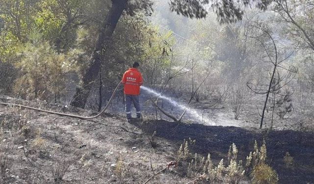 Osmaniye'de orman yangını: 50 dekar alan zarar gördü