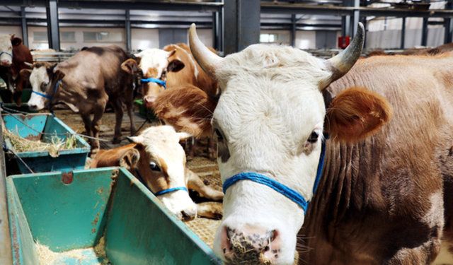 Tarım Bakanlığı açıkladı: Satılamayan kurbanlıklar ne olacak?