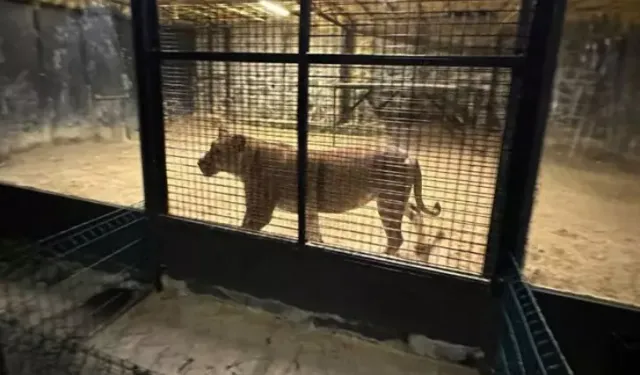 Beykoz'da aslan alarmı! Polisler etkisiz hale getirdi