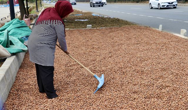 Trabzon'da üreticiler fındığı kurutmak için yol kenarlarını tercih etti