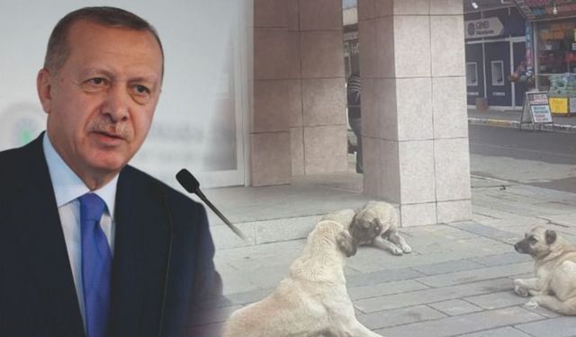 Erdoğan duyurdu! Başıboş hayvanlarla ilgili yeni uygulama