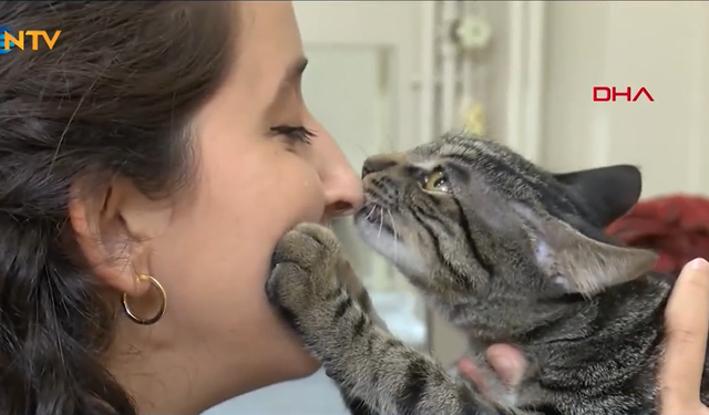 Bursa'da bir kedi kendi kendine hastaneye gidip ameliyat oldu